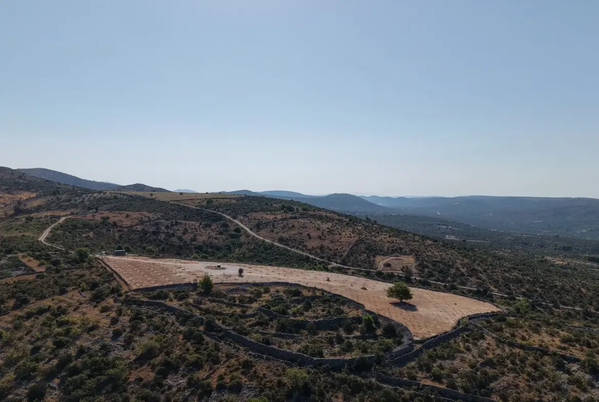 Olive grove with panoramic sea view