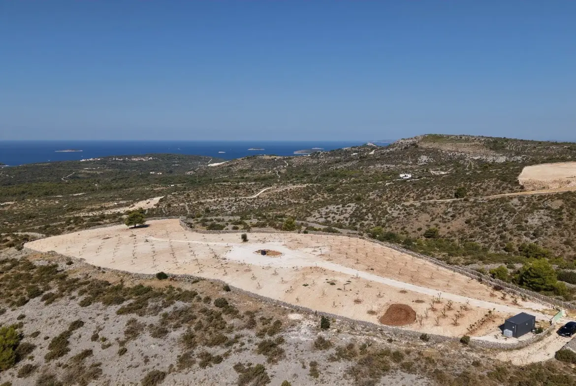 Olive grove with panoramic sea view
