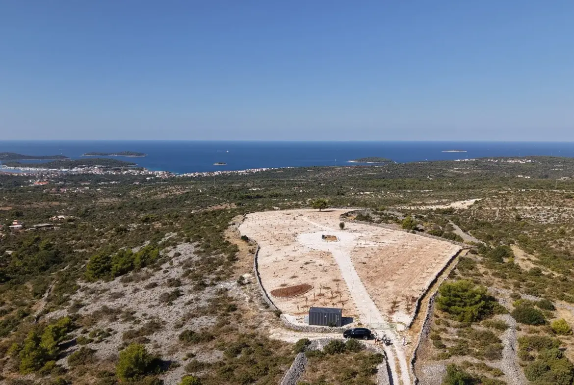 Olive grove with panoramic sea view