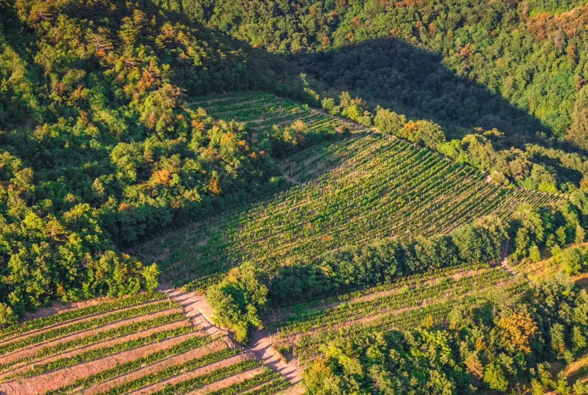Vipava Valley – Exclusive Wine Estate Investment Opportunity