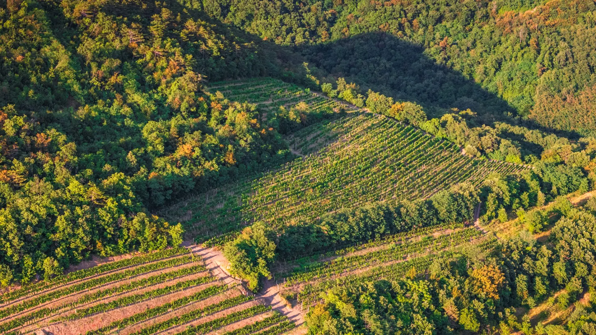 Vipava Valley – Exclusive Wine Estate Investment Opportunity