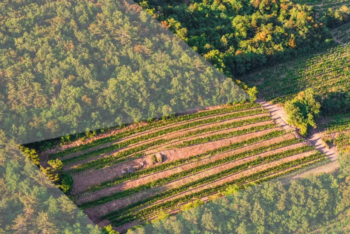 Vipava Valley – Exclusive Wine Estate Investment Opportunity
