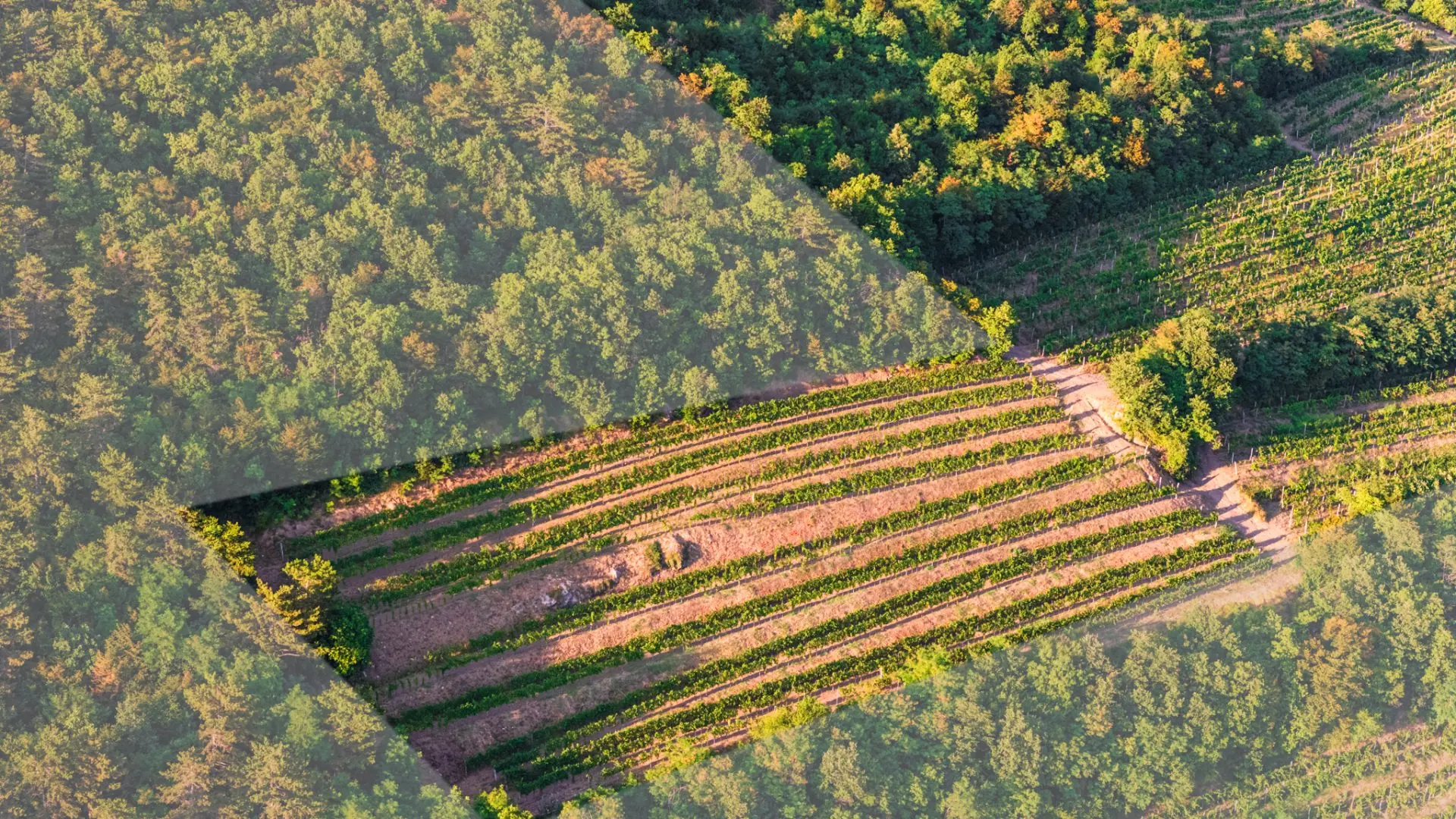 Vipava Valley – Exclusive Wine Estate Investment Opportunity