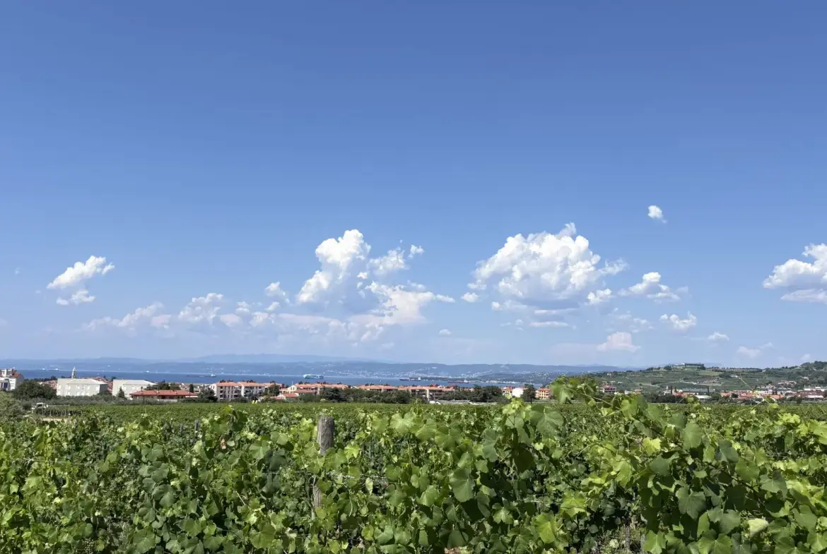 Coastal area – Charming Semi-Detached Homes with Sea Views in Izola