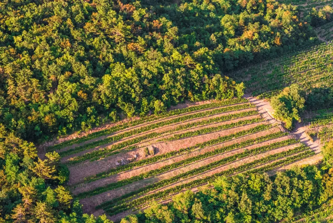 Vipava Valley – Exclusive Wine Estate Investment Opportunity