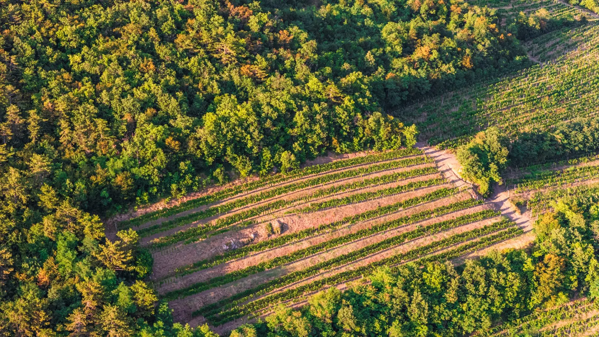 Vipava Valley – Exclusive Wine Estate Investment Opportunity