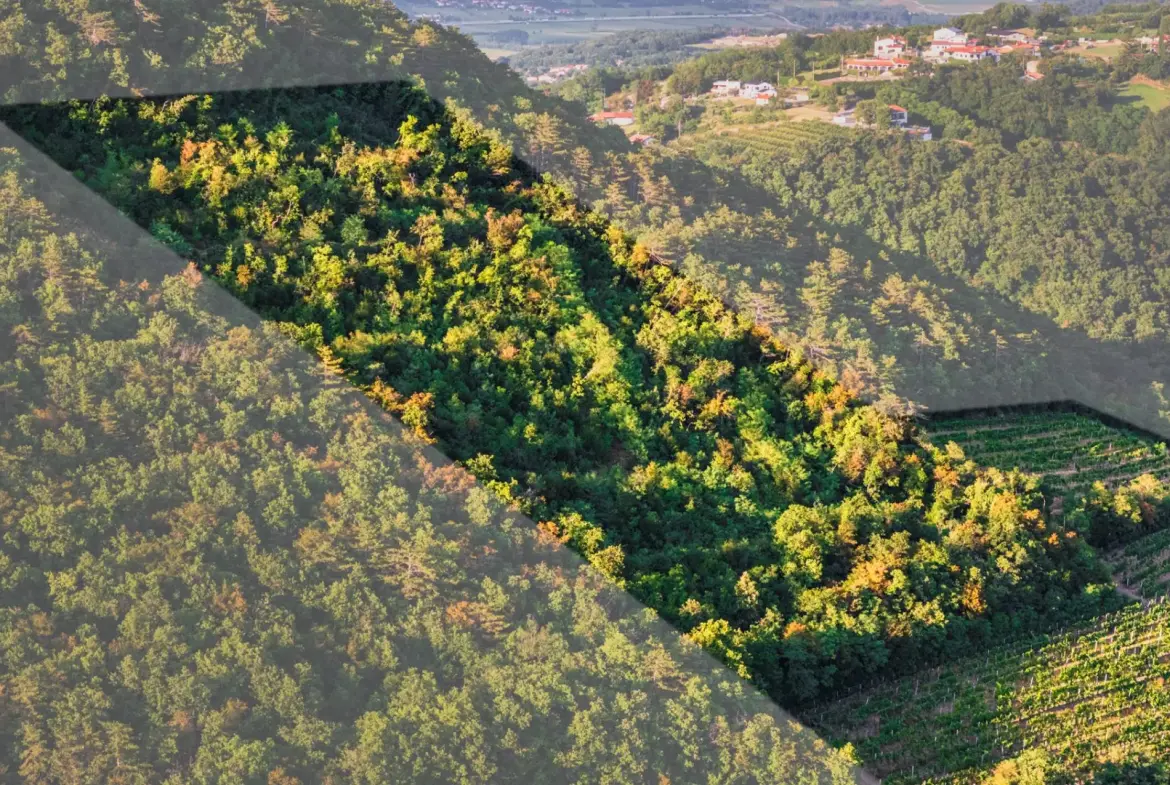 Vipava Valley – Exclusive Wine Estate Investment Opportunity