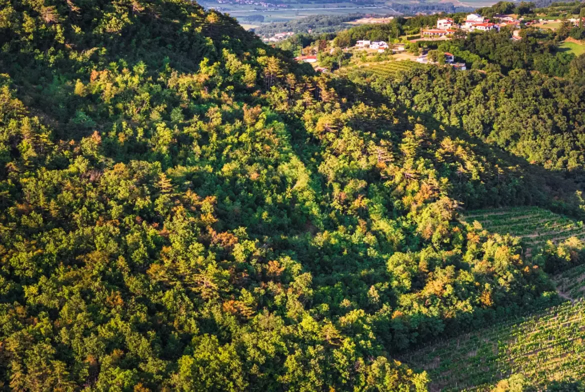 Vipava Valley – Exclusive Wine Estate Investment Opportunity