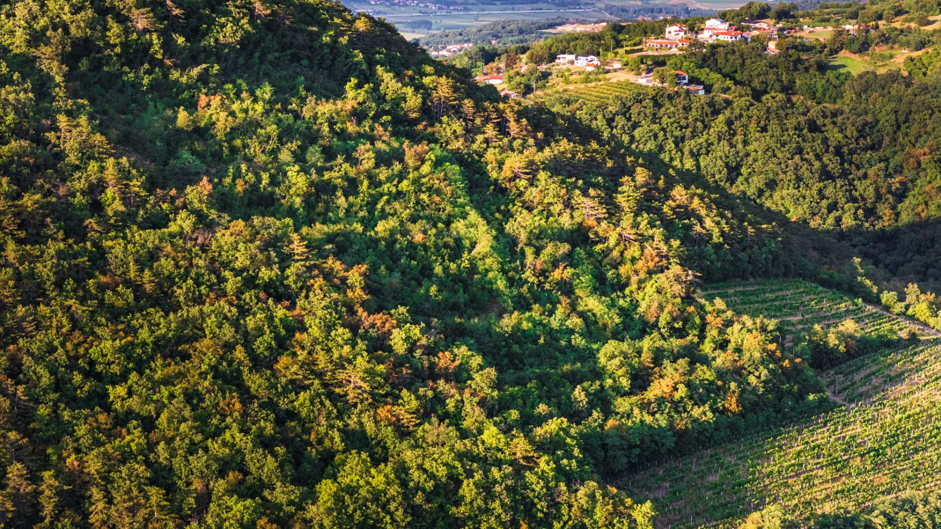 Vipava Valley – Exclusive Wine Estate Investment Opportunity