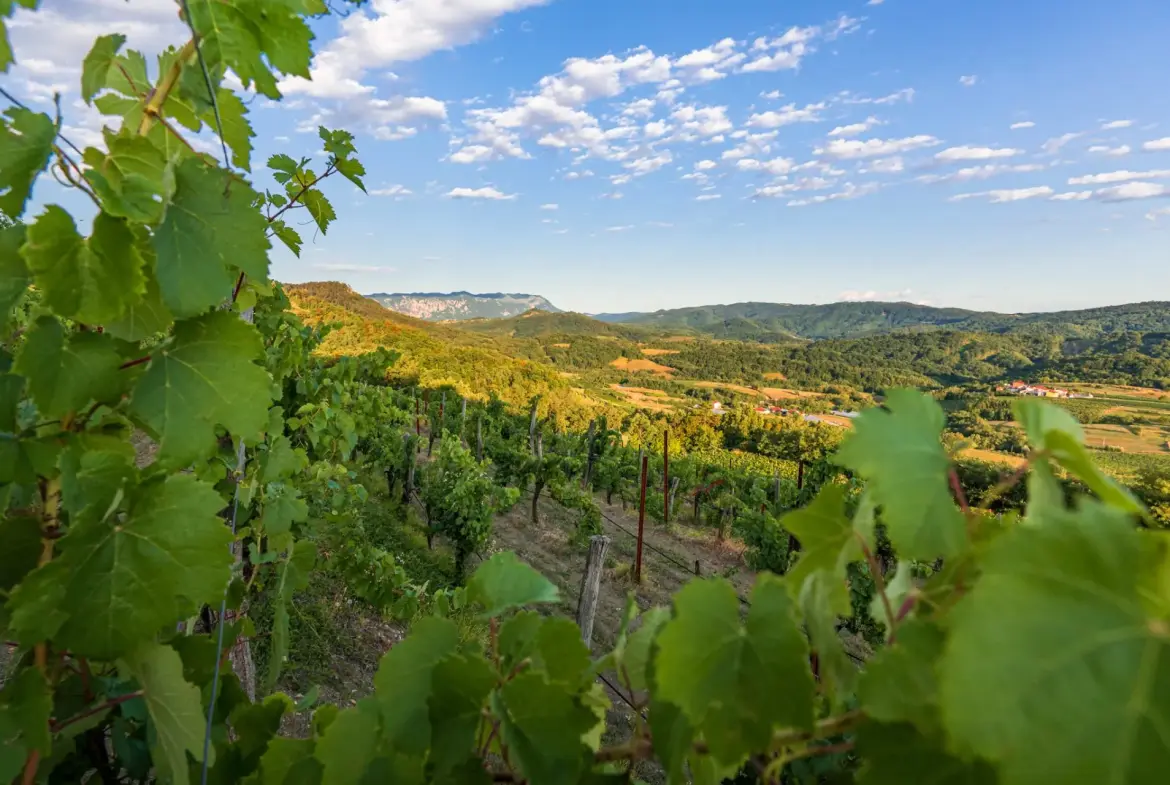 Vipava Valley – Exclusive Wine Estate Investment Opportunity