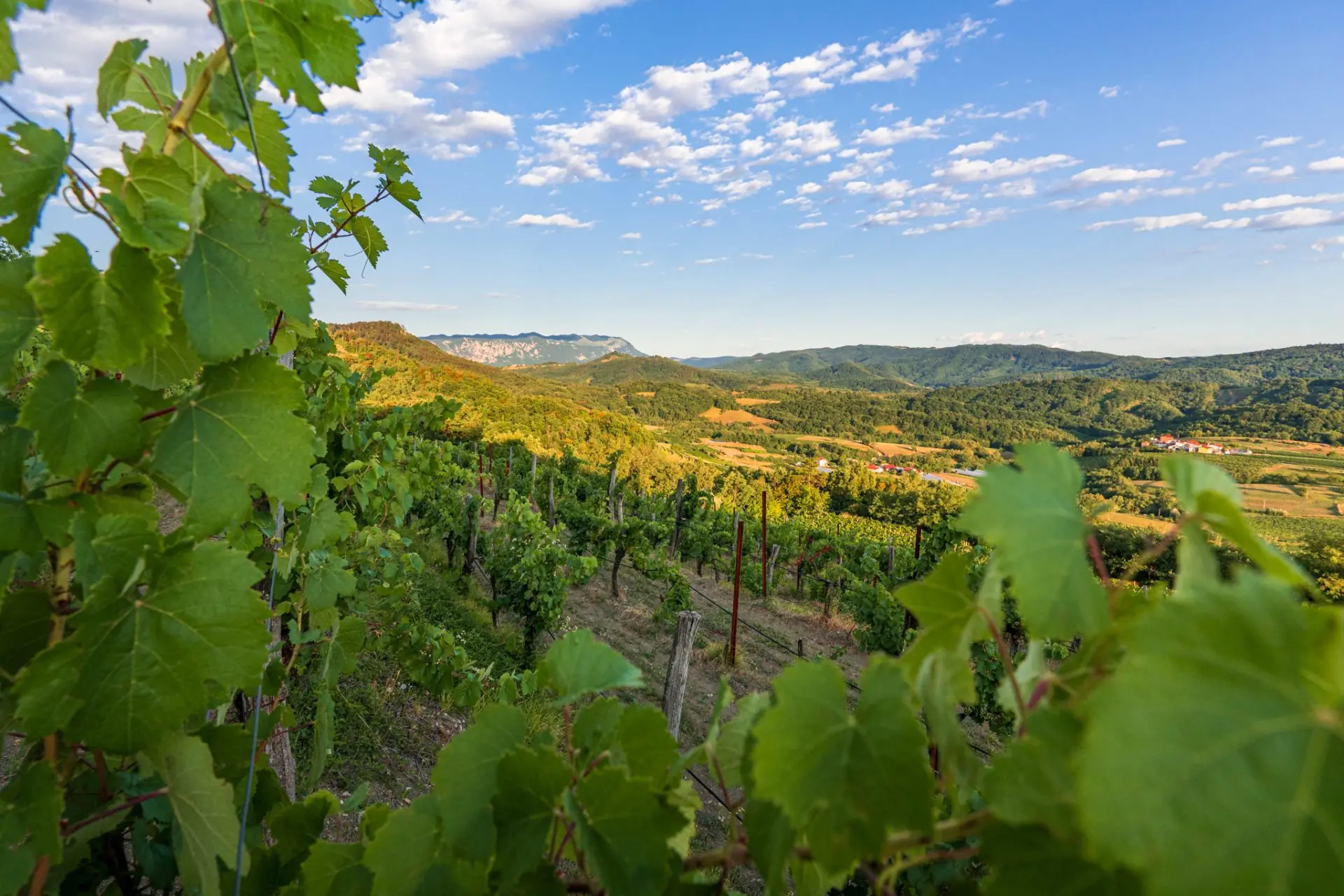 Vipava Valley – Exclusive Wine Estate Investment Opportunity