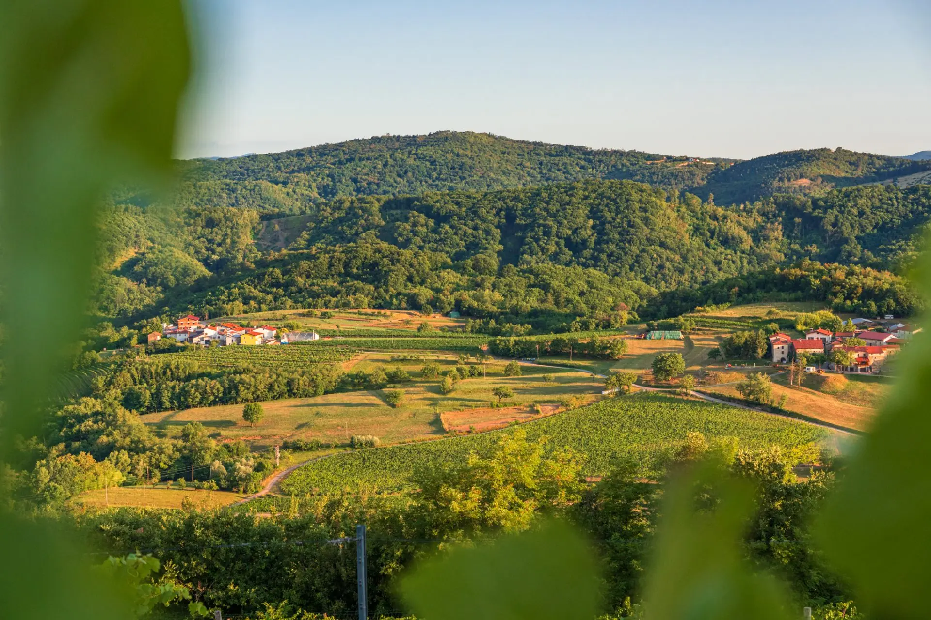 Vipava Valley – Exclusive Wine Estate Investment Opportunity