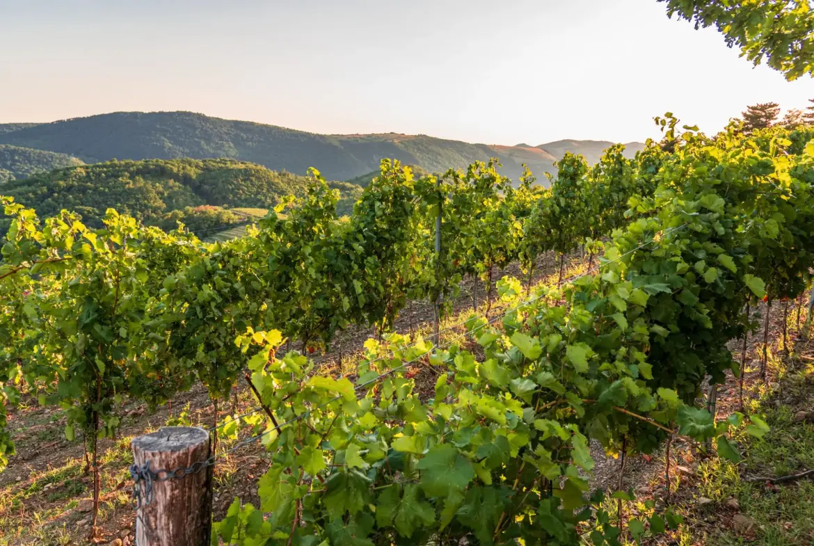 Vipava Valley – Exclusive Wine Estate Investment Opportunity