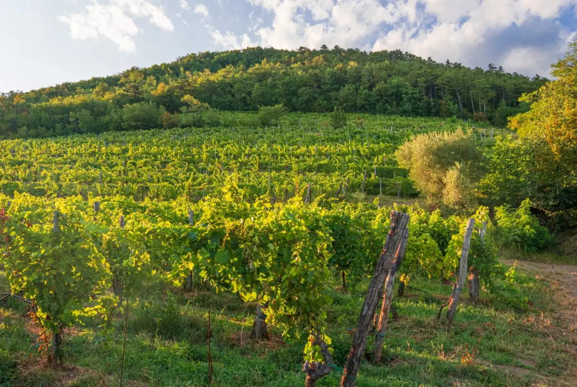 Vipava Valley – Exclusive Wine Estate Investment Opportunity
