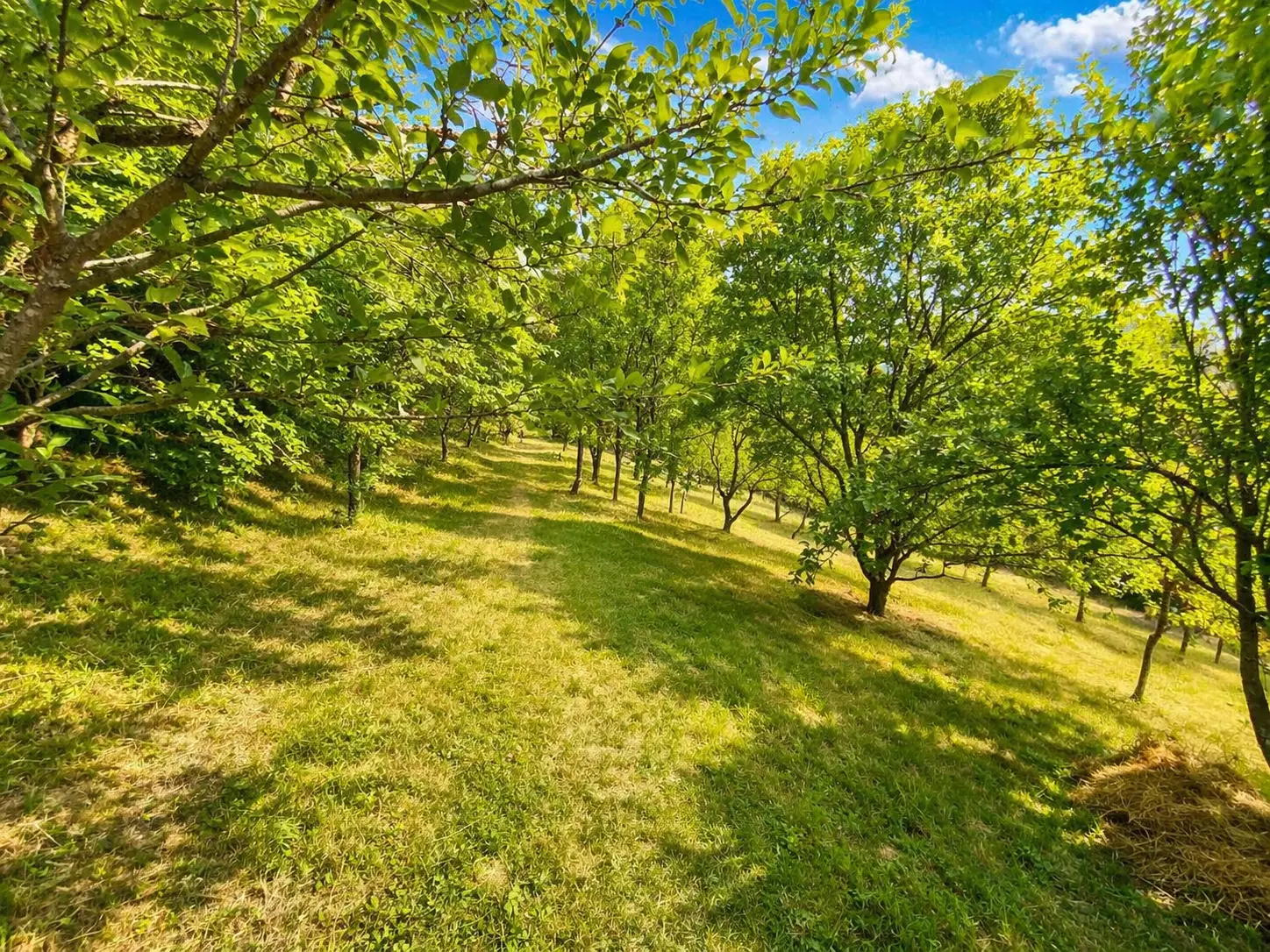 Vipava Valley – Semi-detached house above Vipava Valley