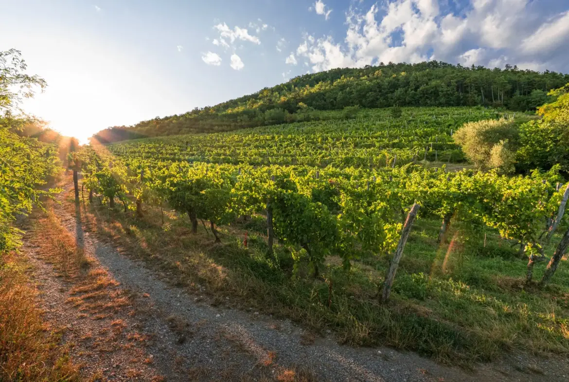 Vipava Valley – Exclusive Wine Estate Investment Opportunity