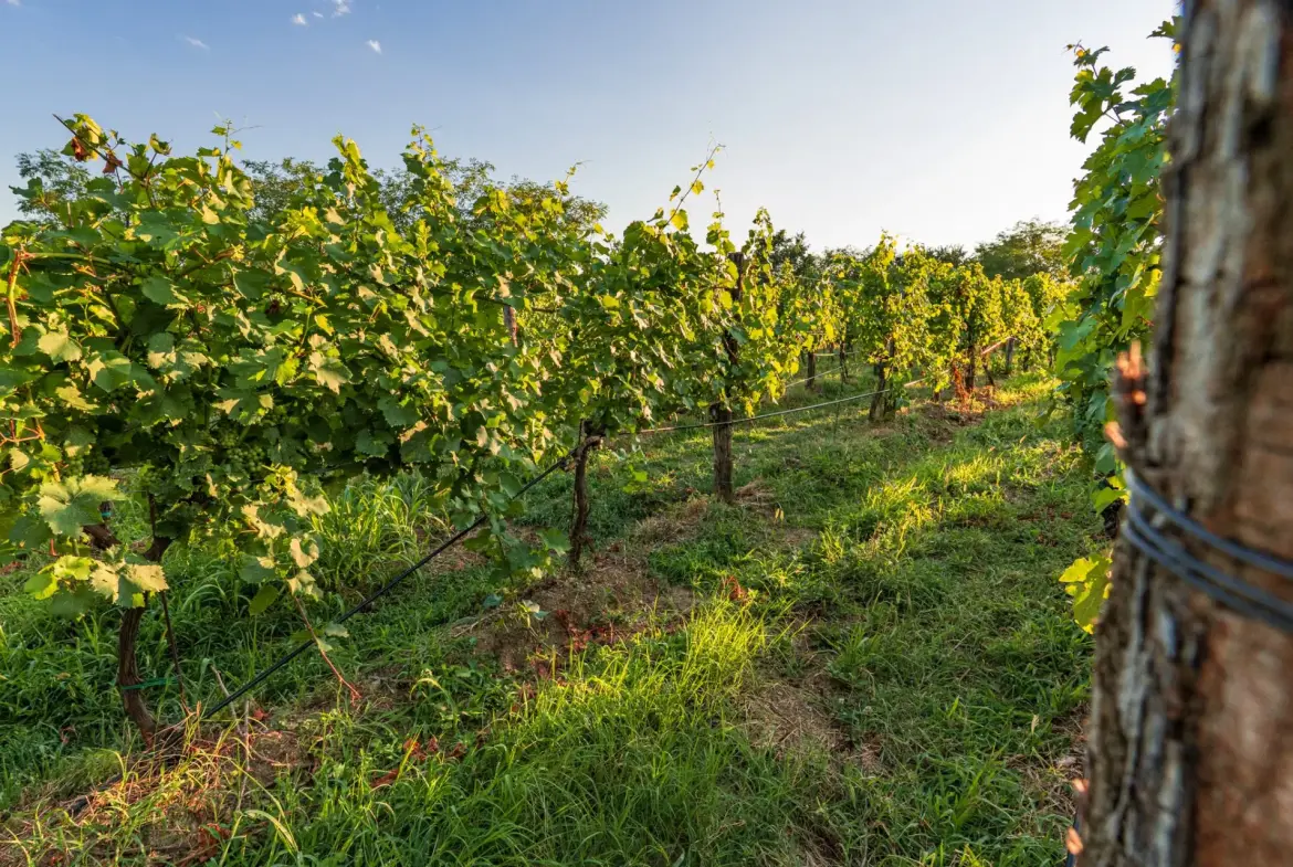 Vipava Valley – Exclusive Wine Estate Investment Opportunity
