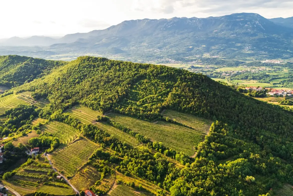 Vipava Valley – Exclusive Wine Estate Investment Opportunity