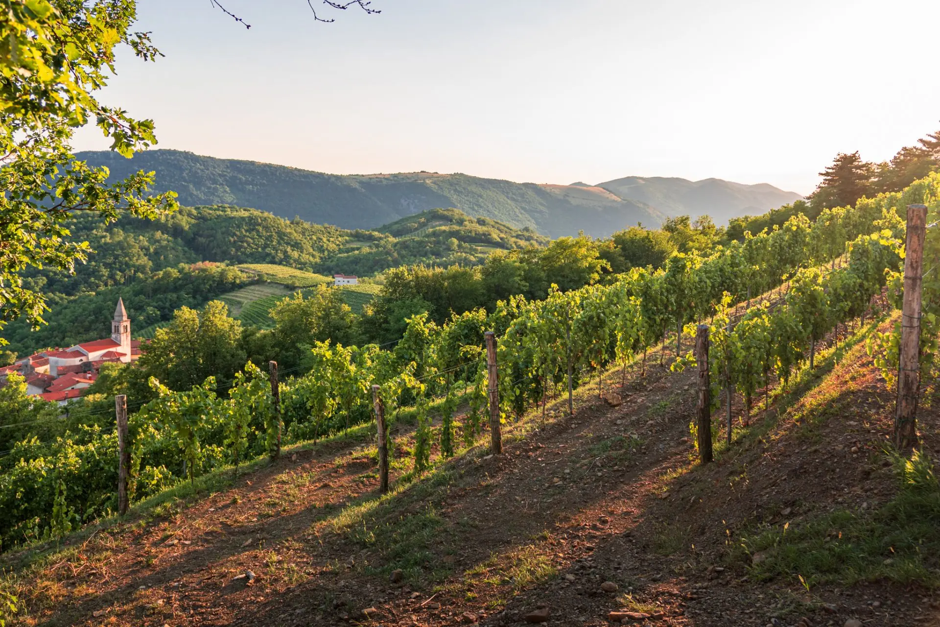 Vipava Valley – Exclusive Wine Estate Investment Opportunity