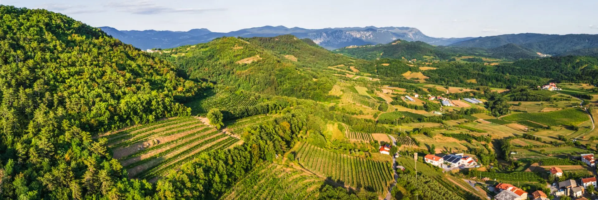 Vipava Valley – Exclusive Wine Estate Investment Opportunity