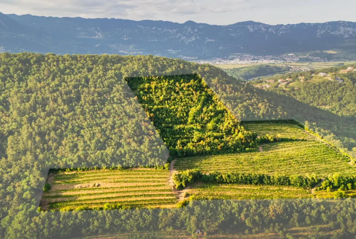 Vipava Valley – Exclusive Wine Estate Investment Opportunity