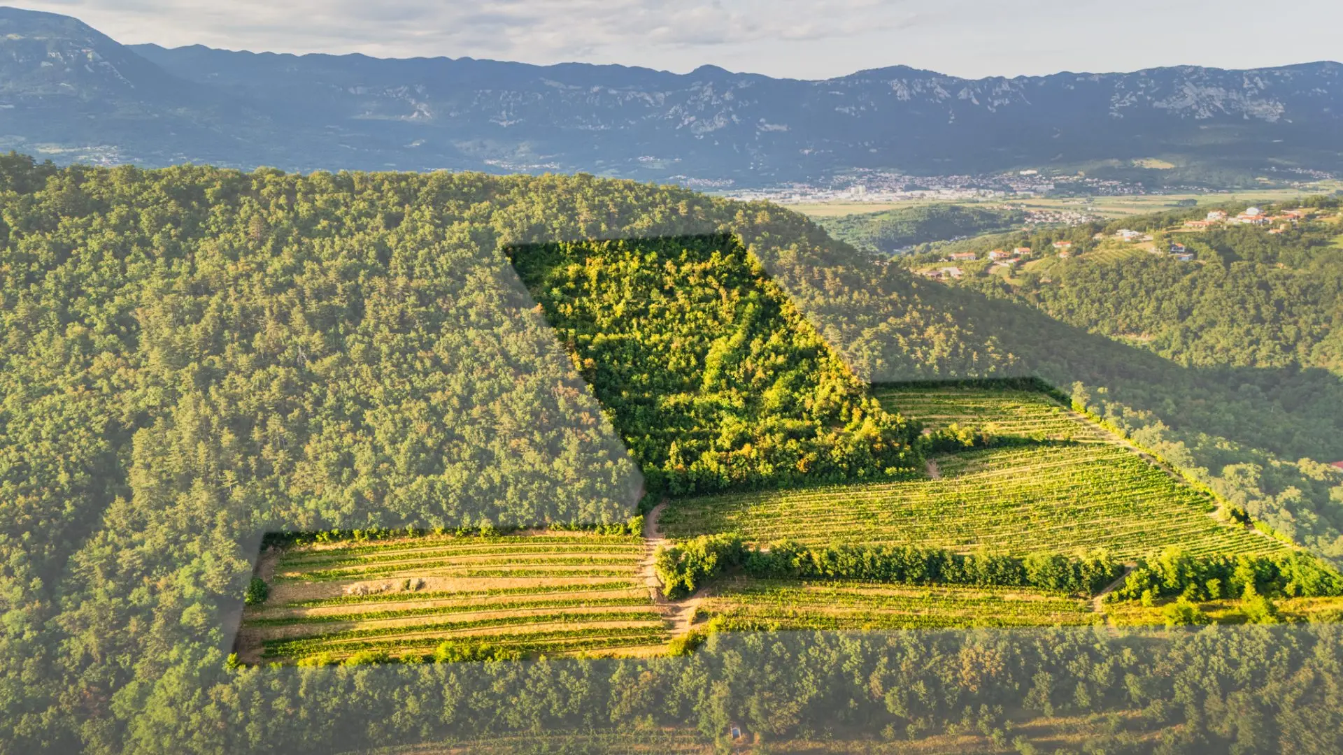 Vipava Valley – Exclusive Wine Estate Investment Opportunity