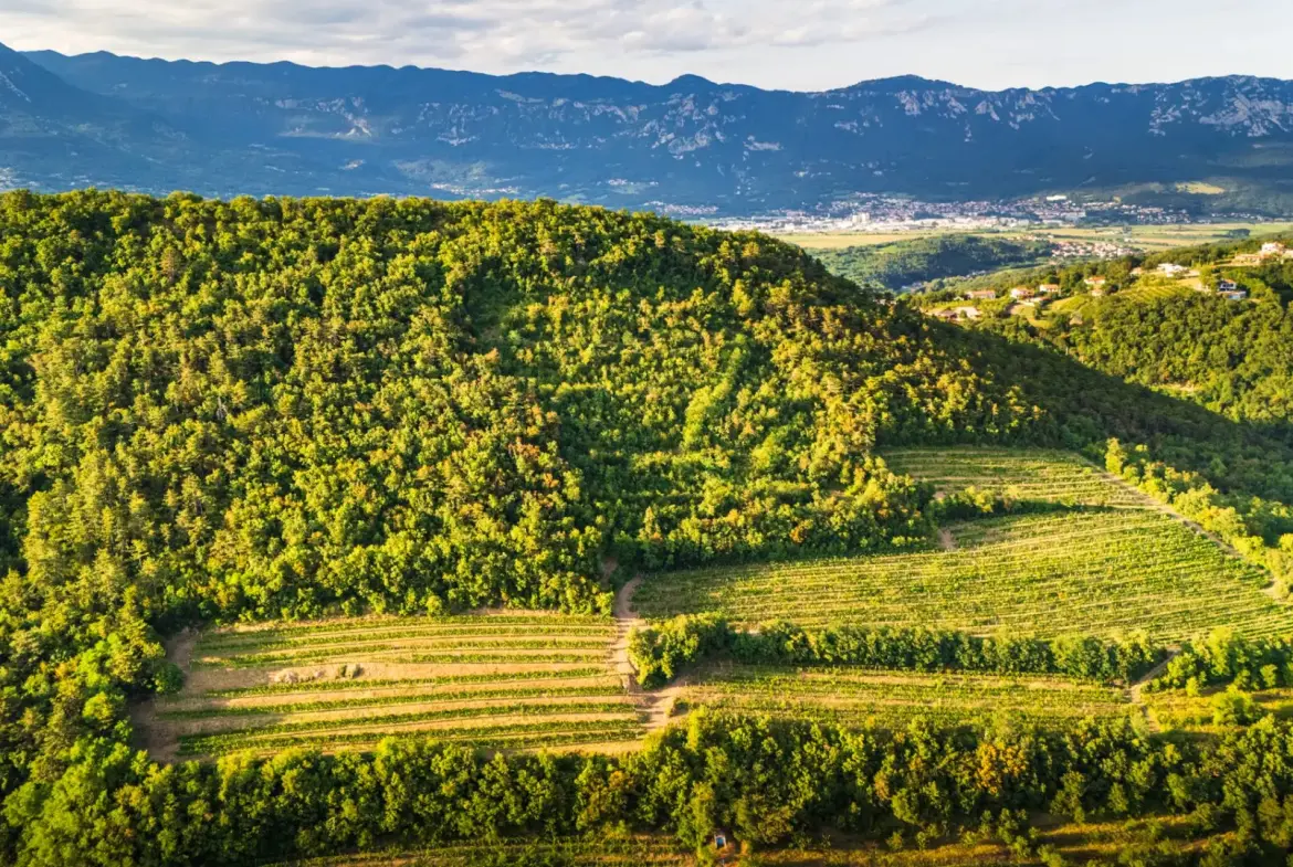 Vipava Valley – Exclusive Wine Estate Investment Opportunity