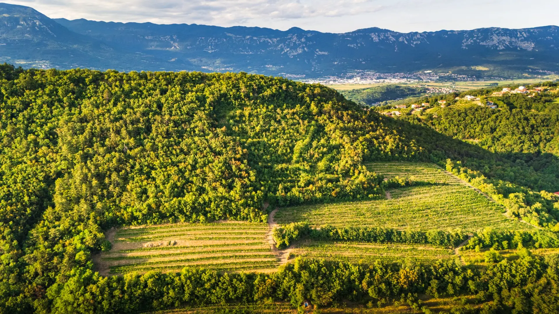 Vipava Valley – Exclusive Wine Estate Investment Opportunity