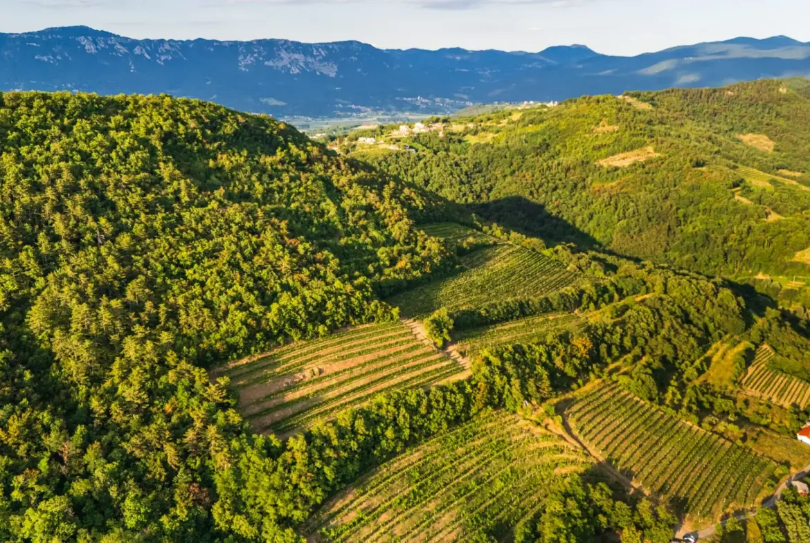 Vipava Valley – Exclusive Wine Estate Investment Opportunity