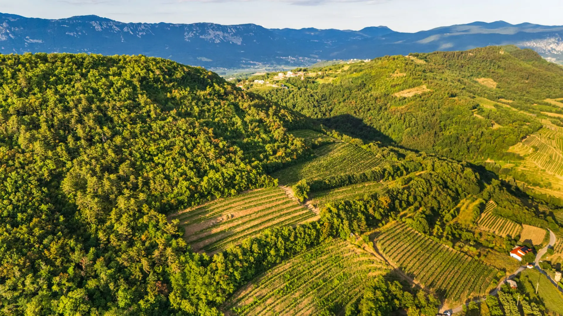 Vipava Valley – Exclusive Wine Estate Investment Opportunity