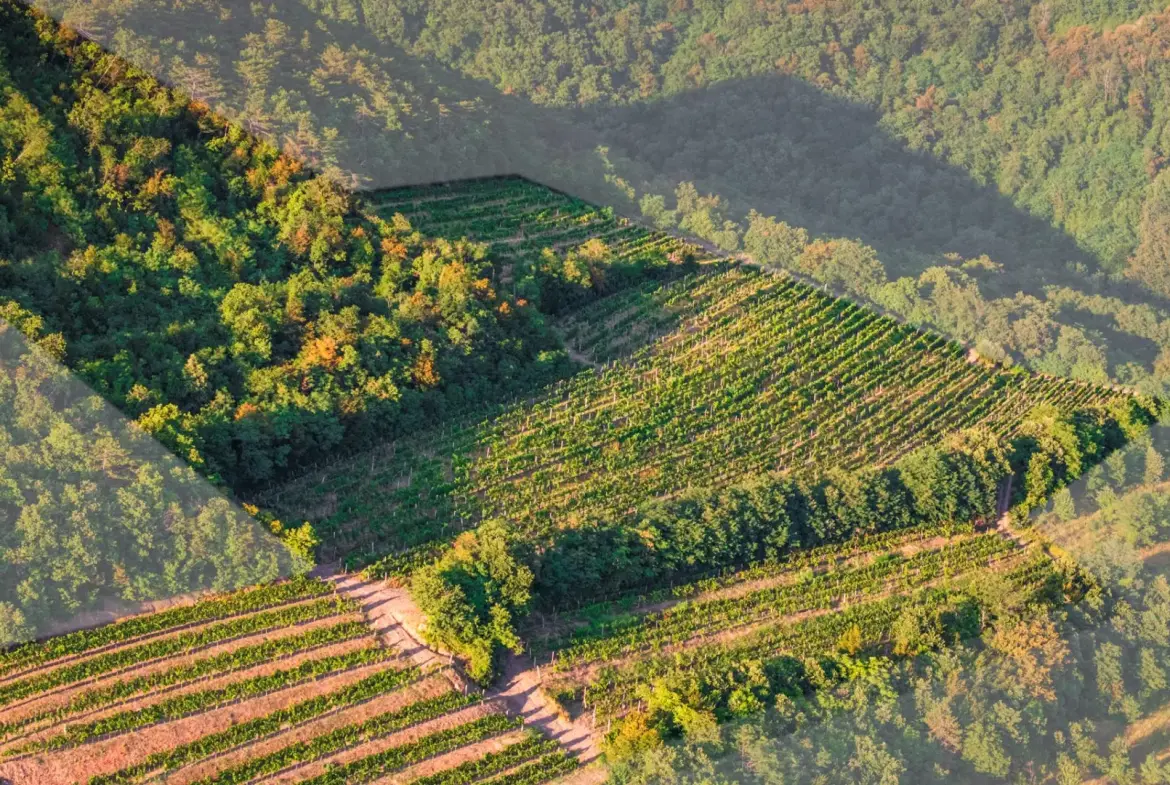 Vipava Valley – Exclusive Wine Estate Investment Opportunity