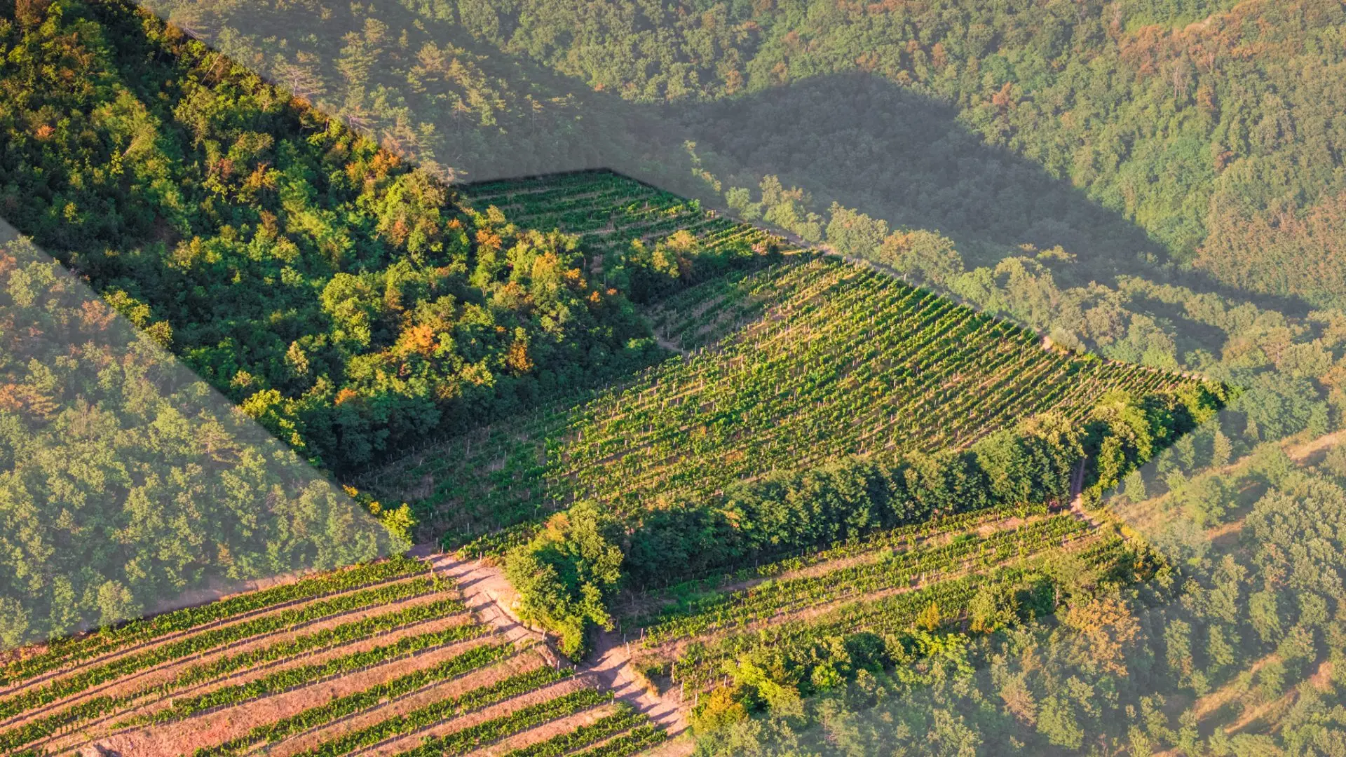 Vipava Valley – Exclusive Wine Estate Investment Opportunity