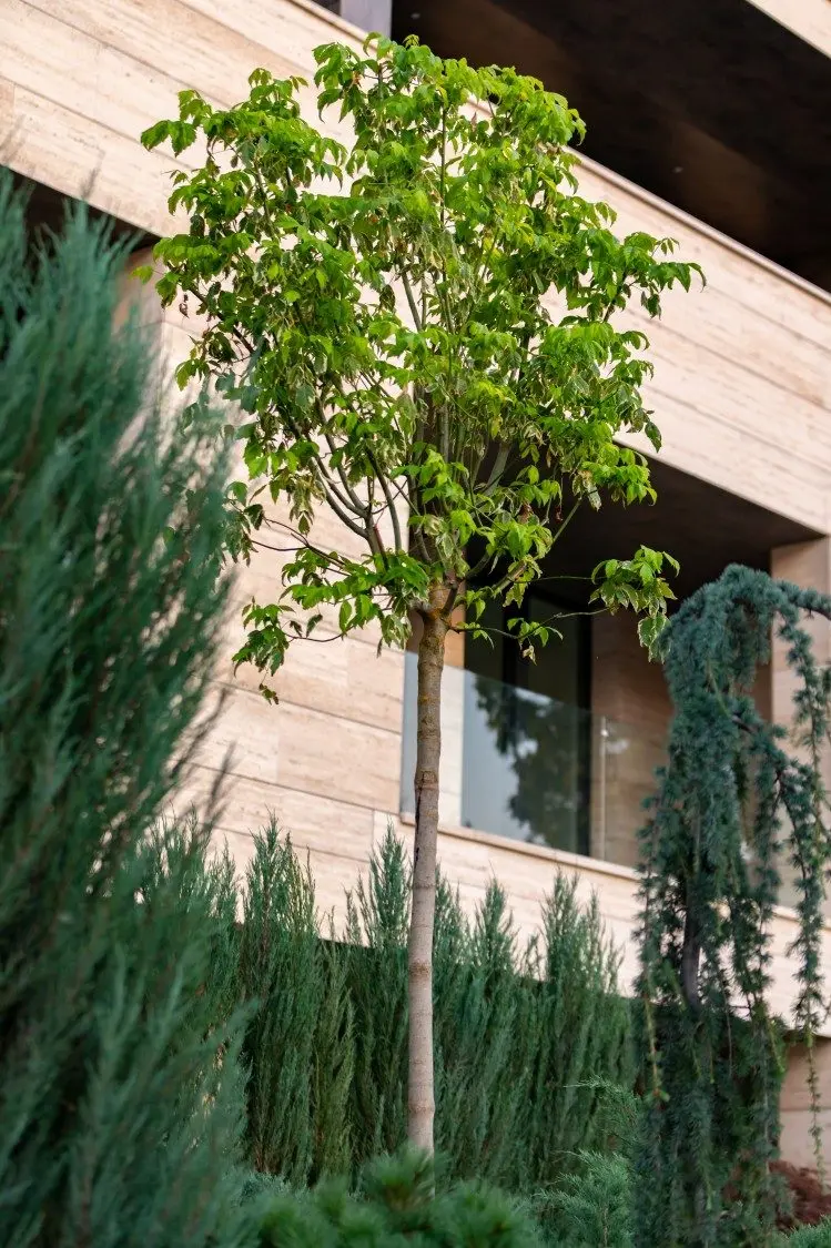 Apartment for sale 4 rooms Floreasca – Verdi Park area, Bucharest 215.6 sqm