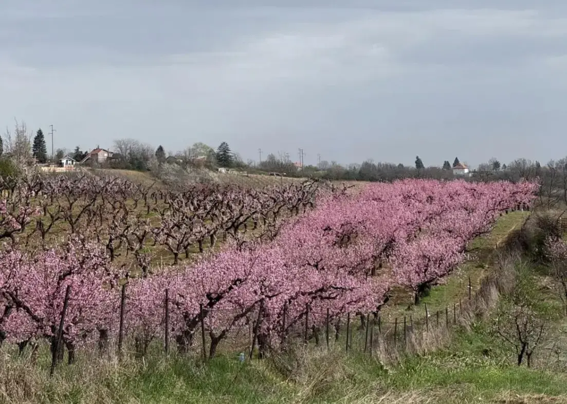 A house in the Magnolia residential community, just 30 minutes from the center of Belgrade