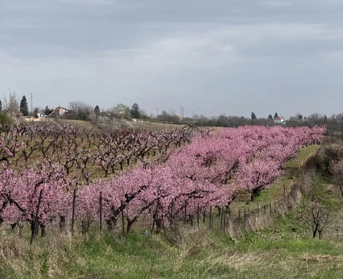 A house in the Magnolia residential community, just 30 minutes from the center of Belgrade