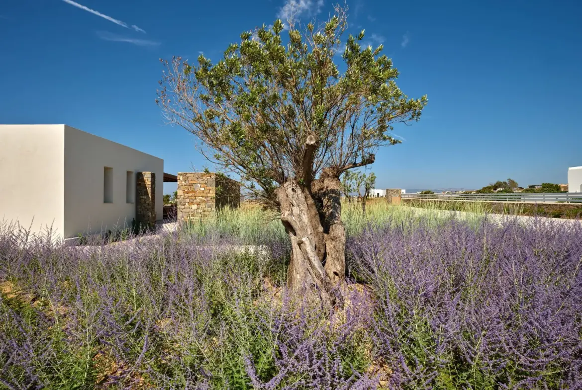 Hesperia – House in Paros